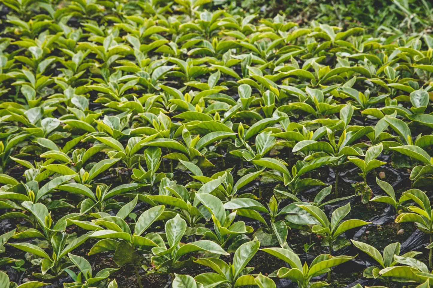 Finca Costa Rica