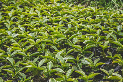 Finca Costa Rica